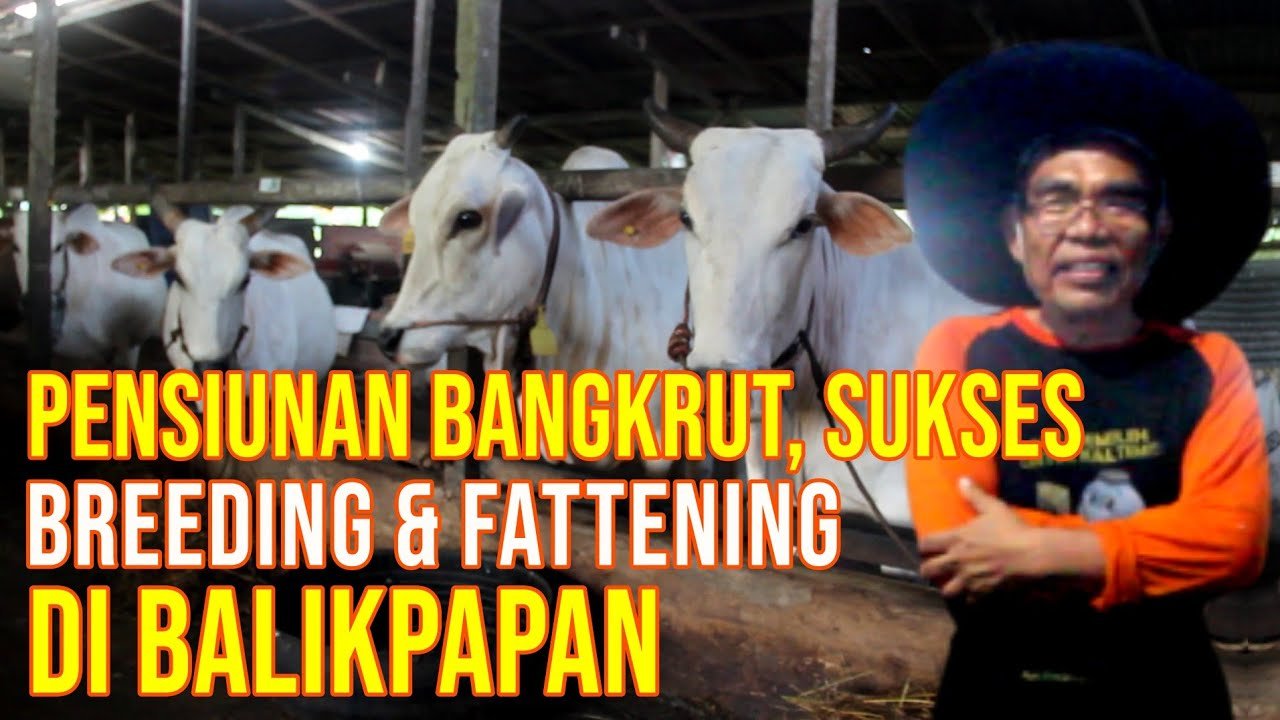 
                                 Pensiunan-Bangkrut-Beternak-Sapi-Di-Kelompok-Tani-Ternak-Sumber-Makmur